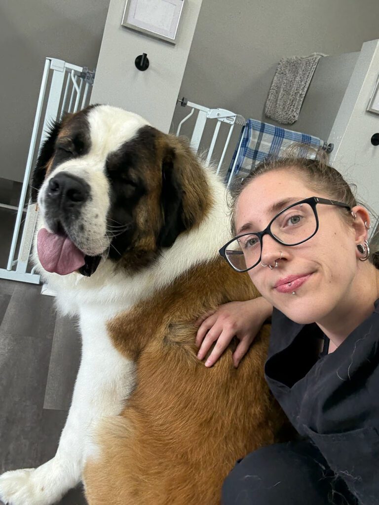 groomer with a saint bernard dog