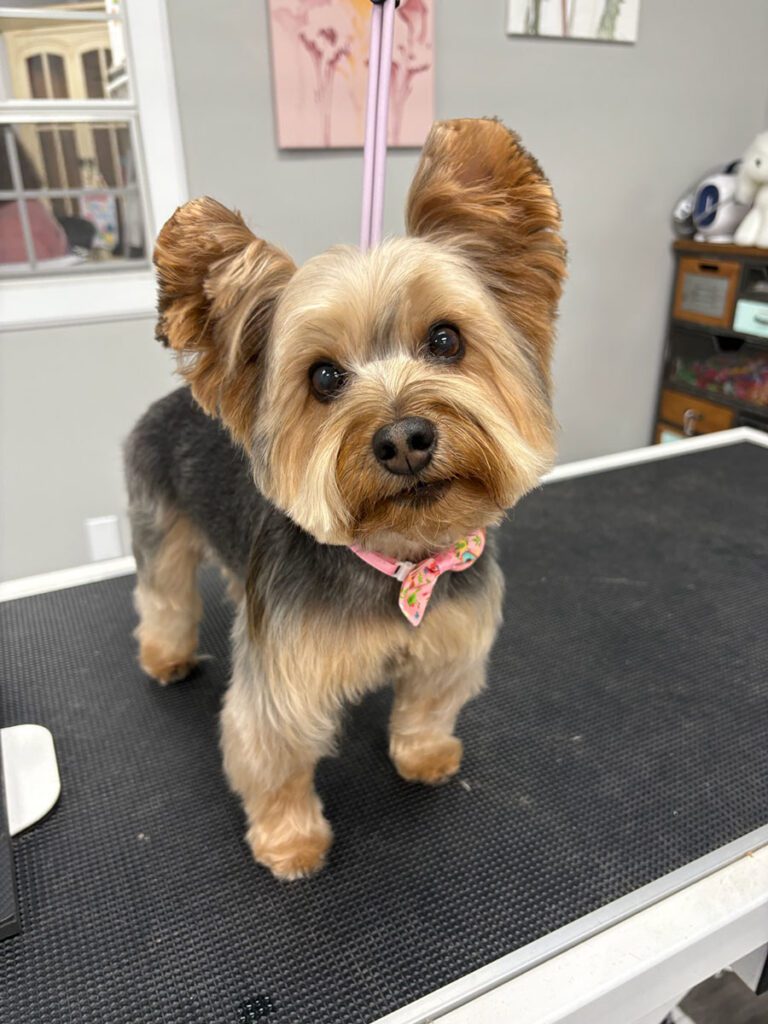 small brown and grey dog standing on a table