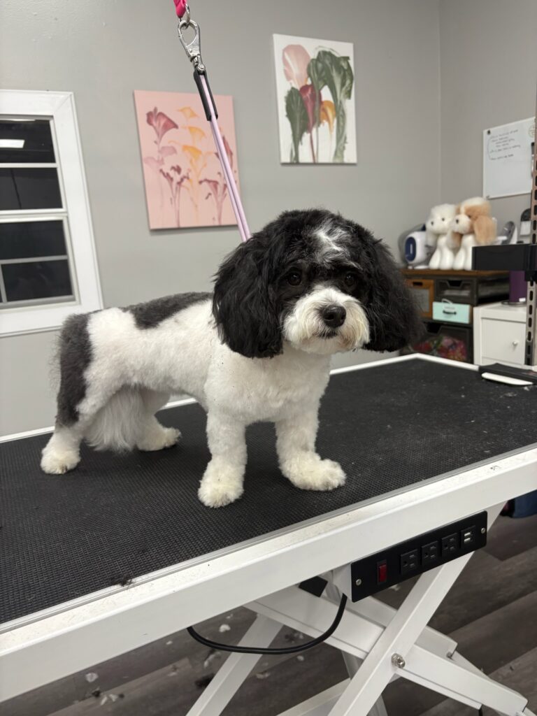 black and white dog after grooming