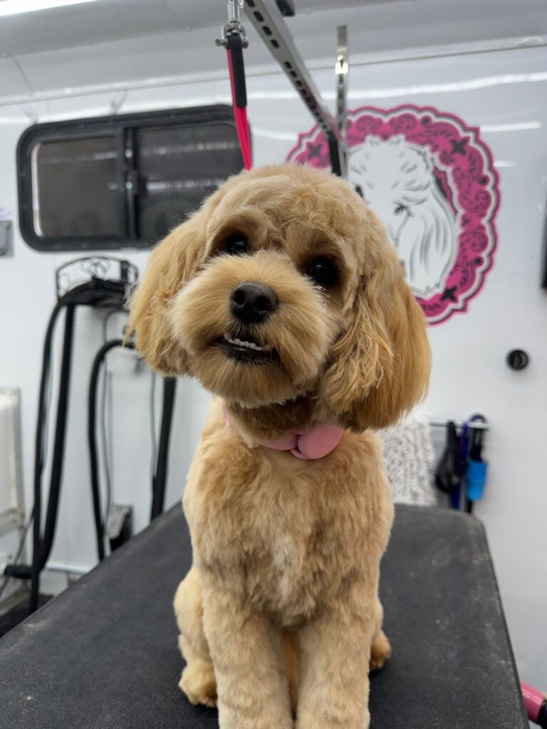 tan doodle sitting on a grooming table