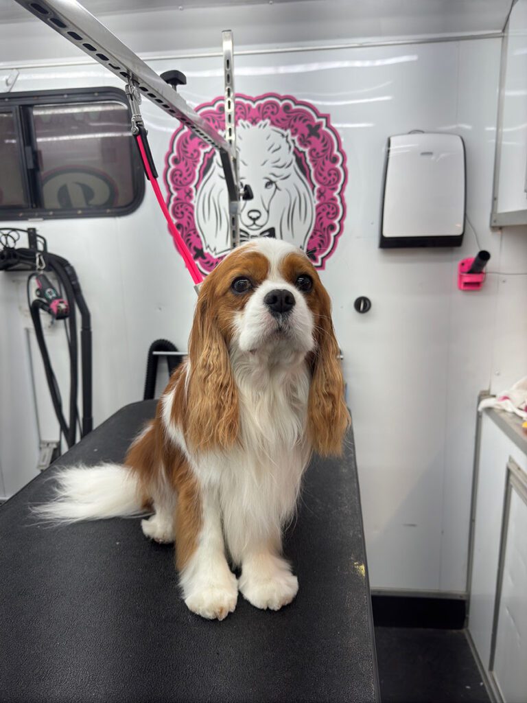 king charles cavalier spaniel sitting on a grooming table