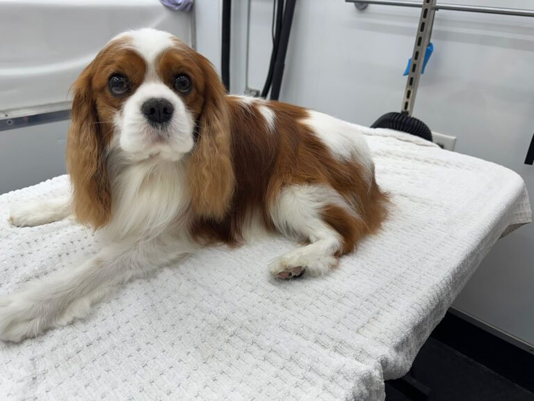 spaniel laying on a grooming table