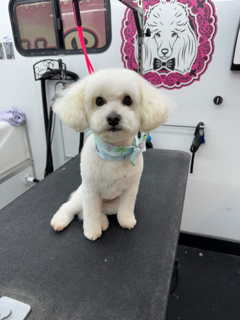 white fluffy dog sitting on a grooming table