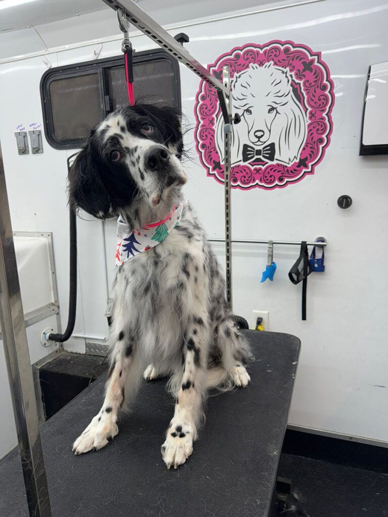 black and white spaniel dog on a grooming table