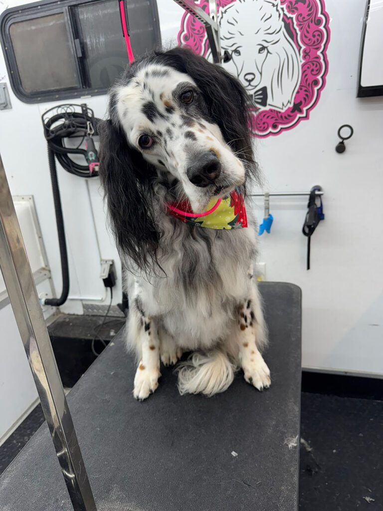 black and white spaniel dog on a grooming table