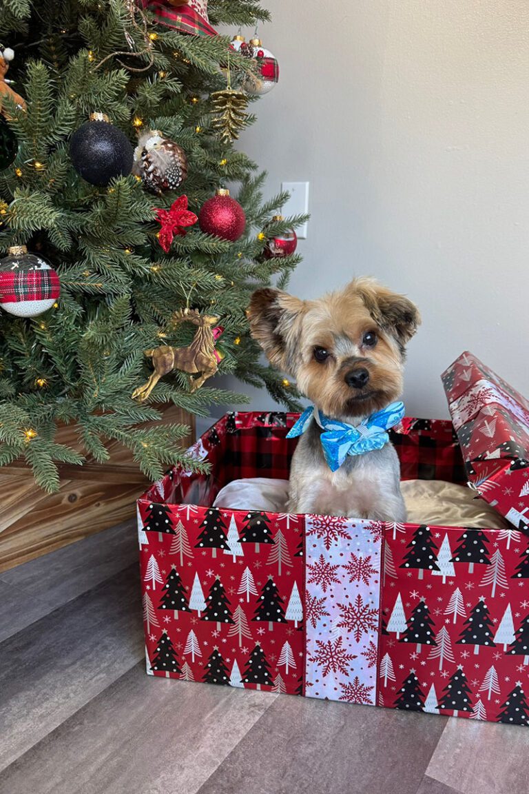 dog sitting in a present box by a tree