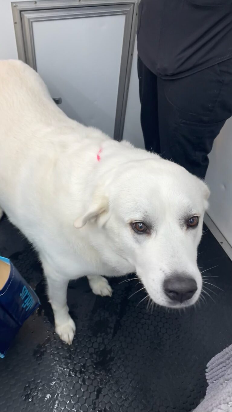 white dog in the grooming salon