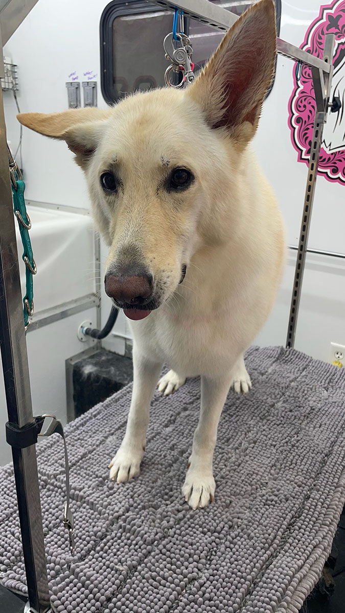 shepherd dog at a grooming salon
