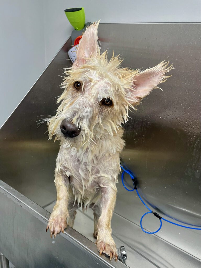 wet dog standing in a grooming bathtub