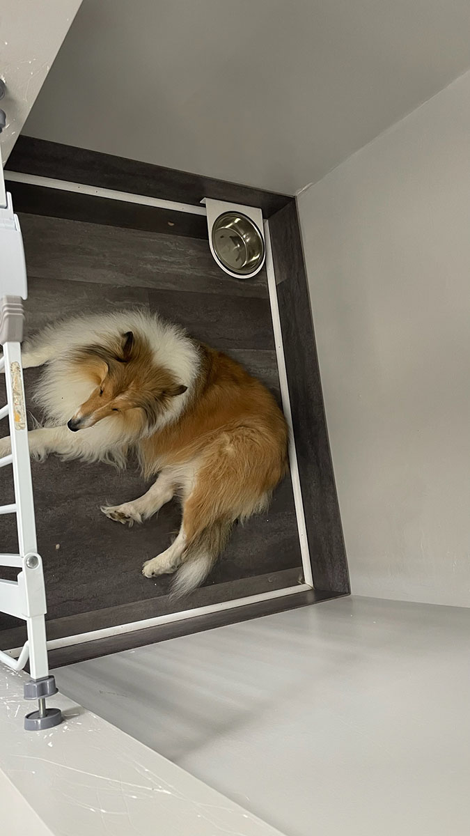 dog laying in a kennel area