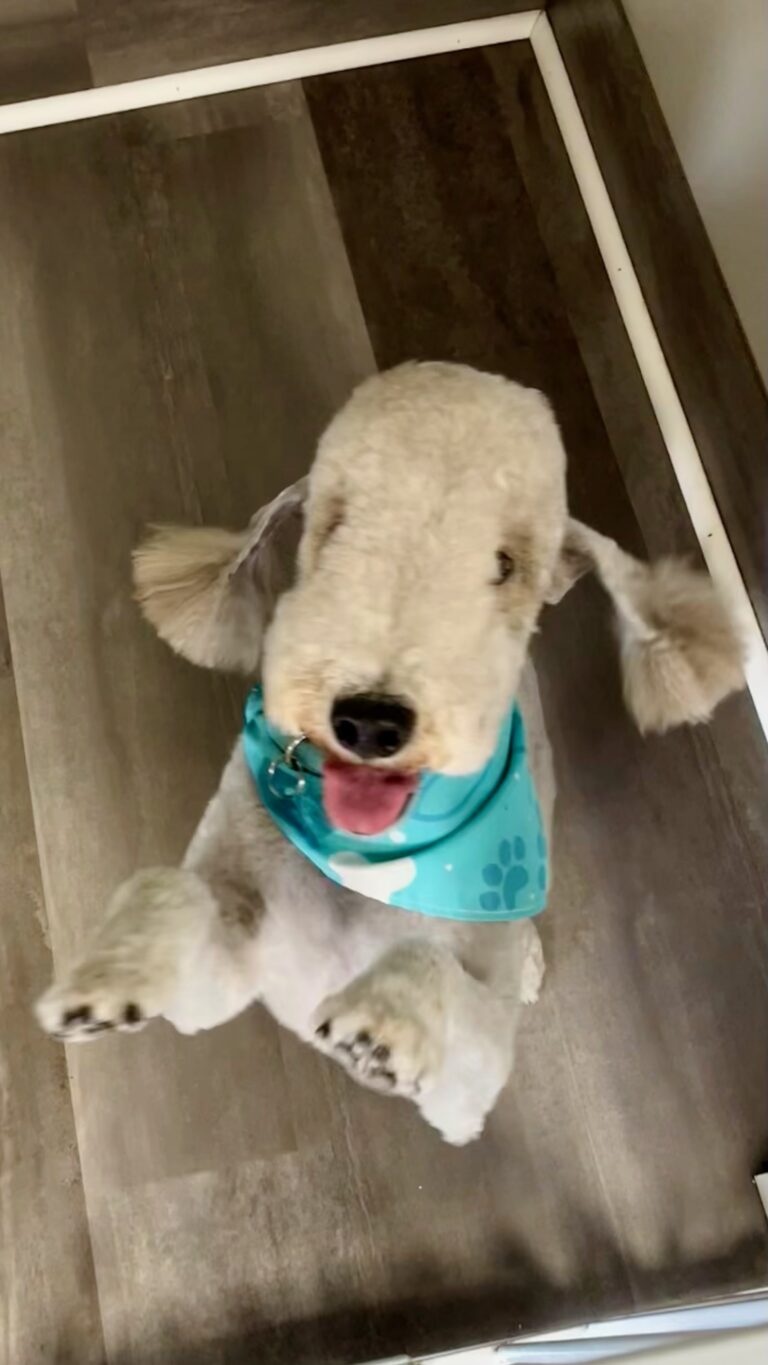 fluffy white dog jumping up