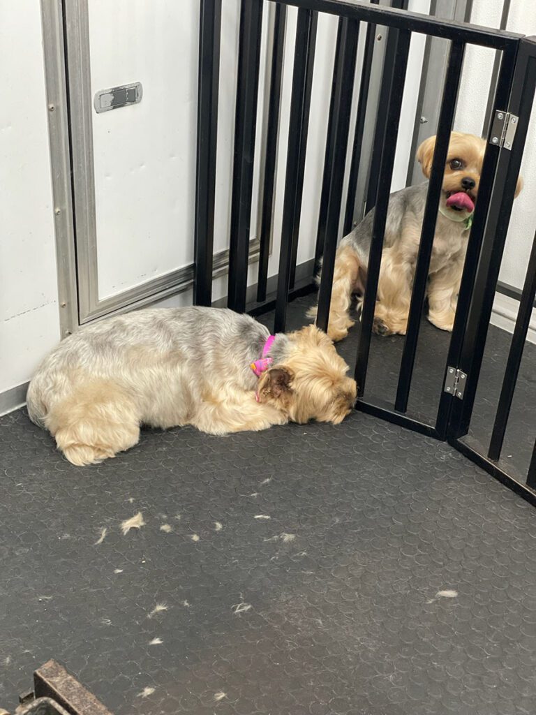 two dogs waiting in a grooming area