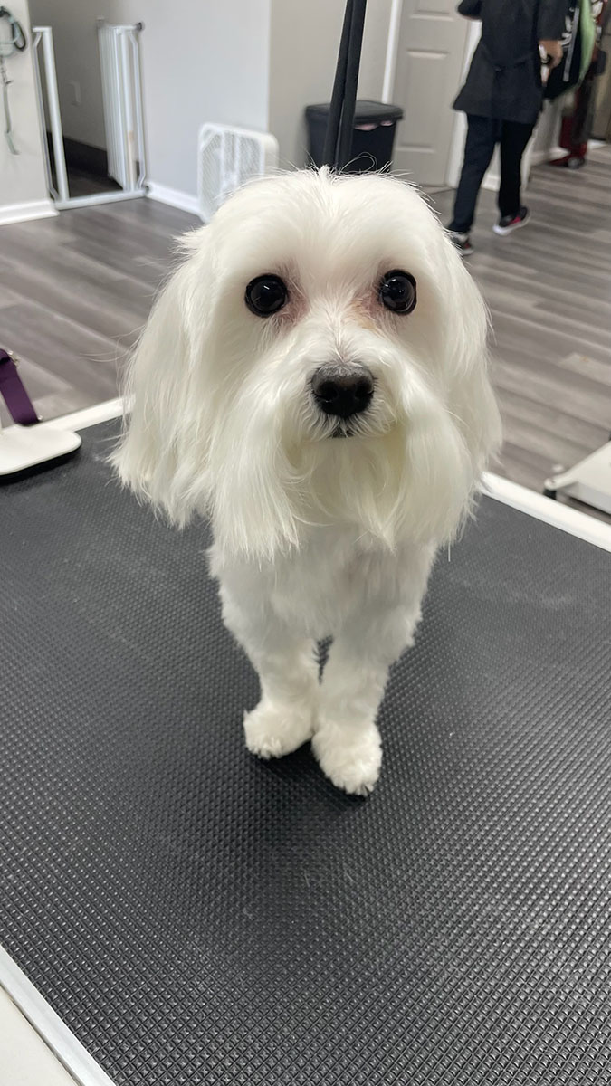white long haired dog on a grooming table