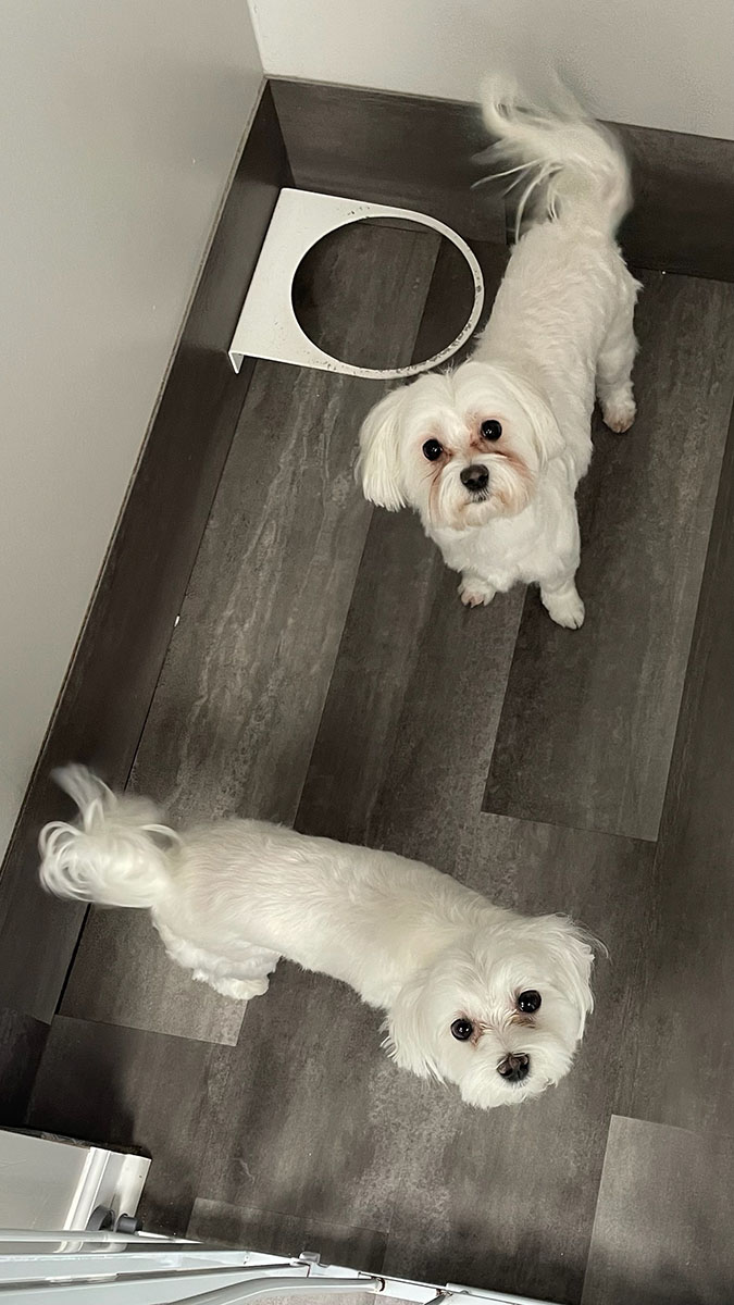 two white dogs waiting in a kennel area