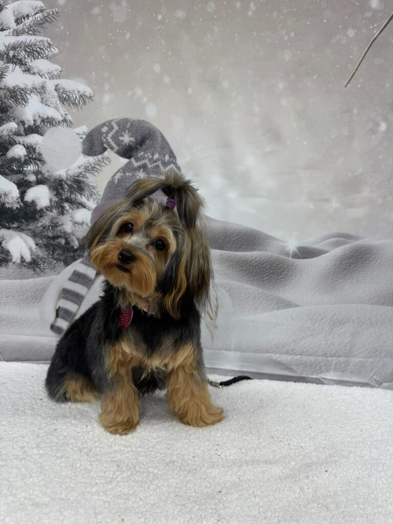 small fluffy dog sitting in front of a snowy background