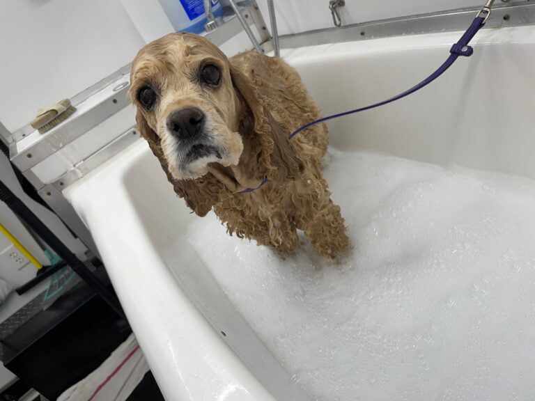 cocker spaniel in a bathtub
