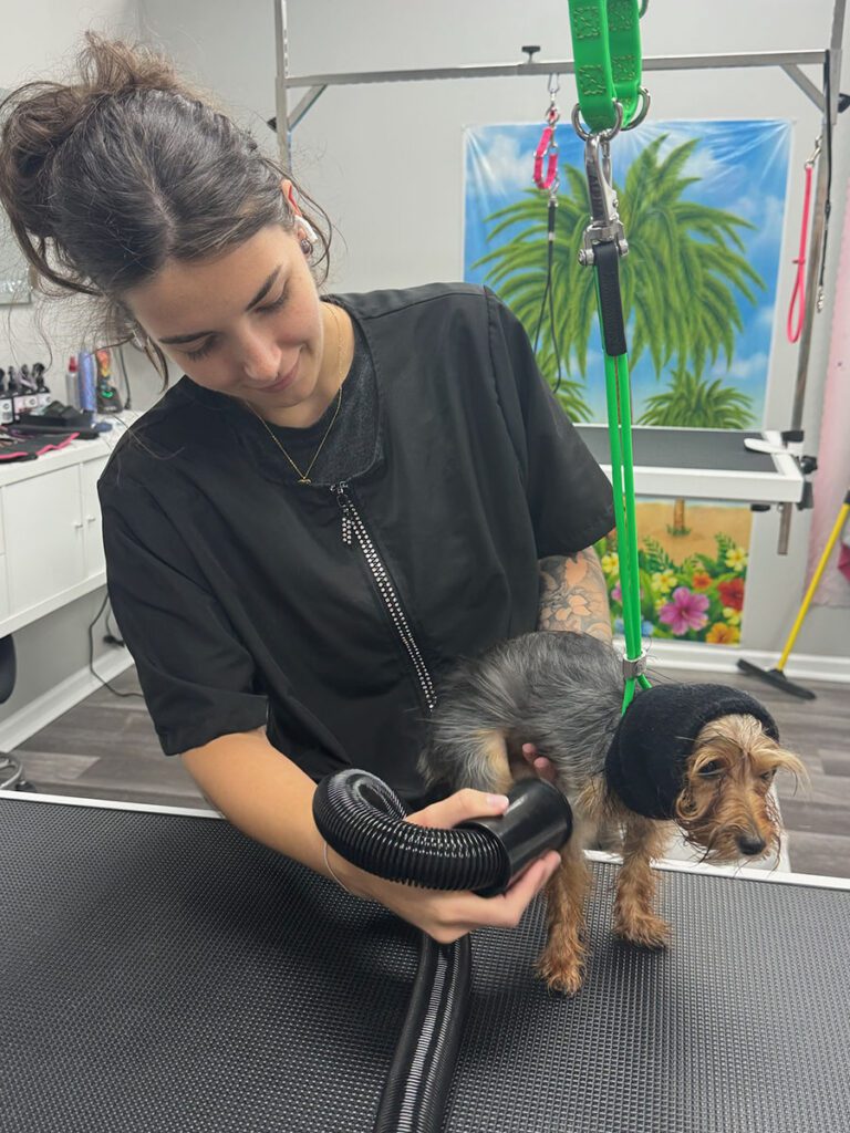 groomer drying a small dog