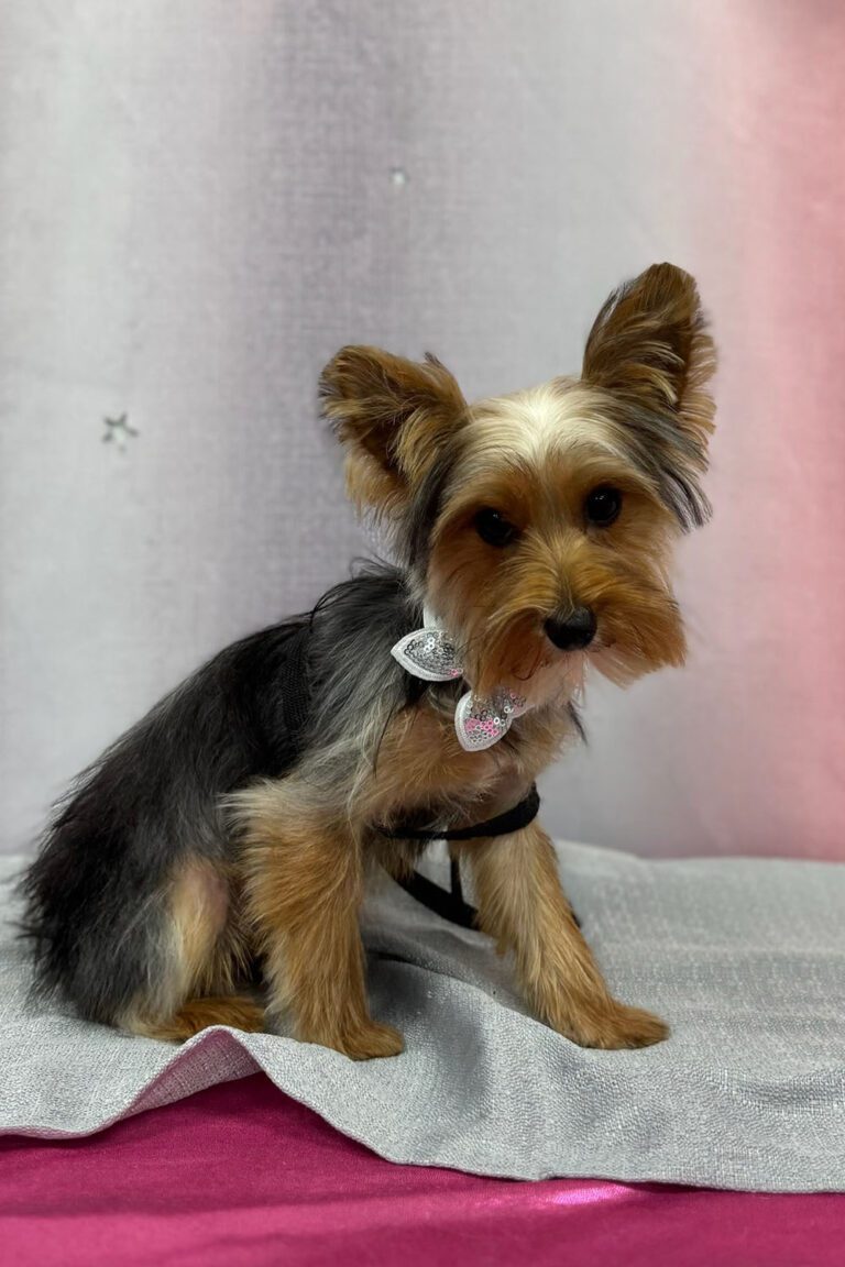 dog sitting down and wearing a bow