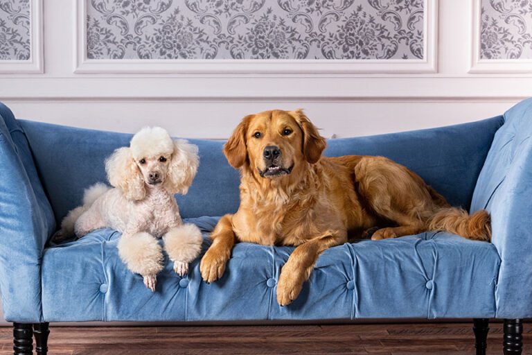 two dogs sitting on a blue couch