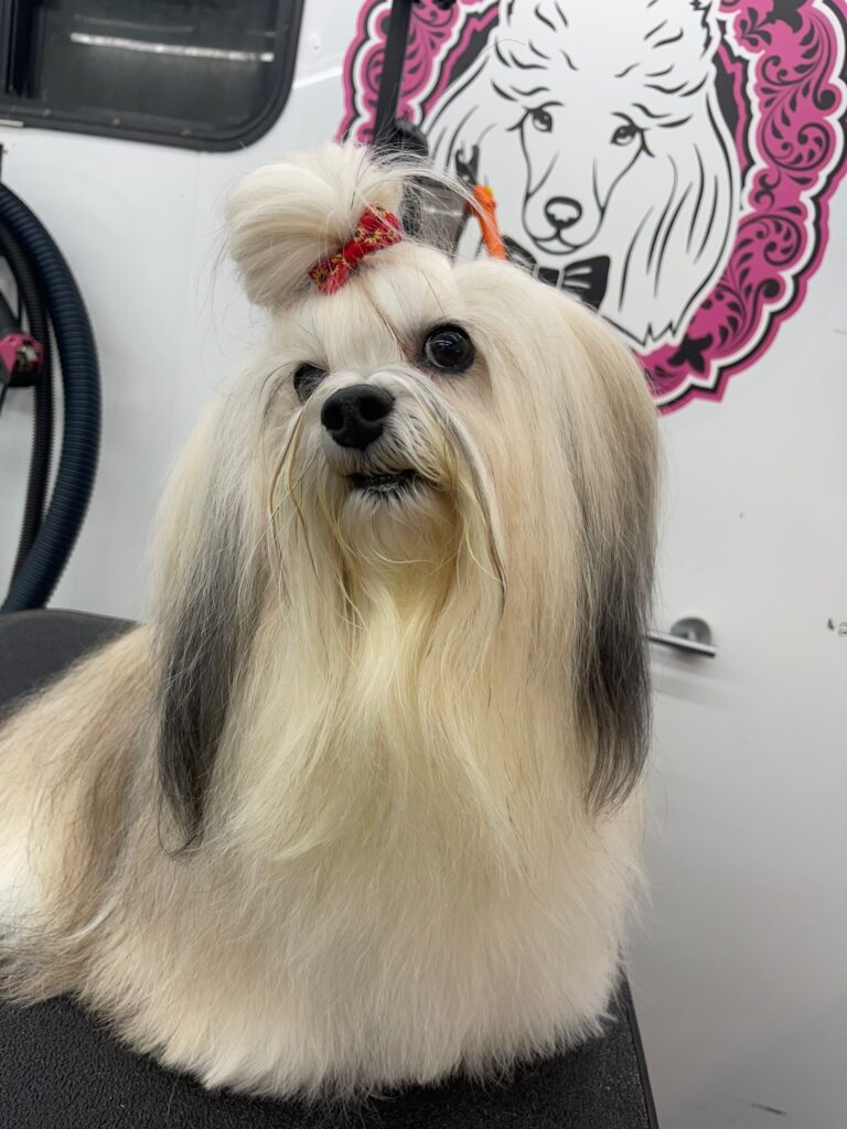 long haired white dog after grooming