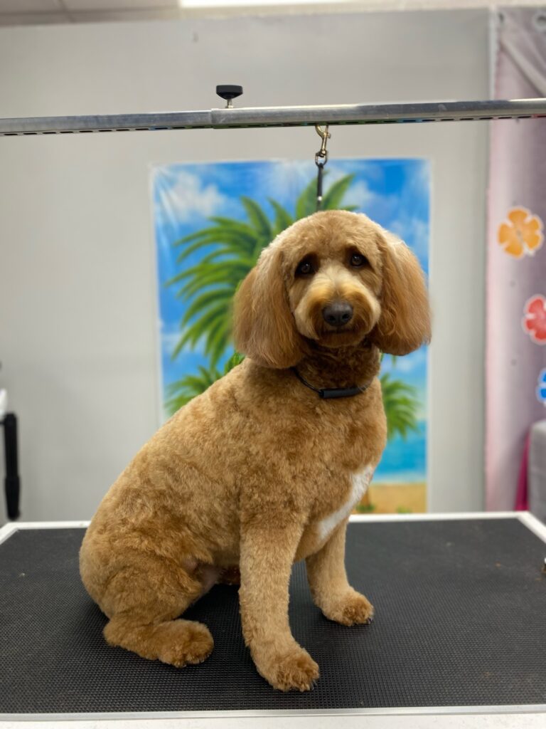 fluffy poodle mix dog sitting on a grooming table
