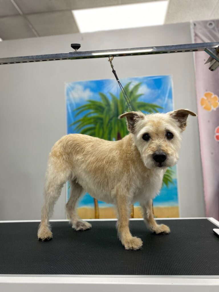 small tan dog standing on a grooming table