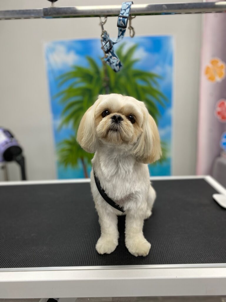 small dog on a grooming table