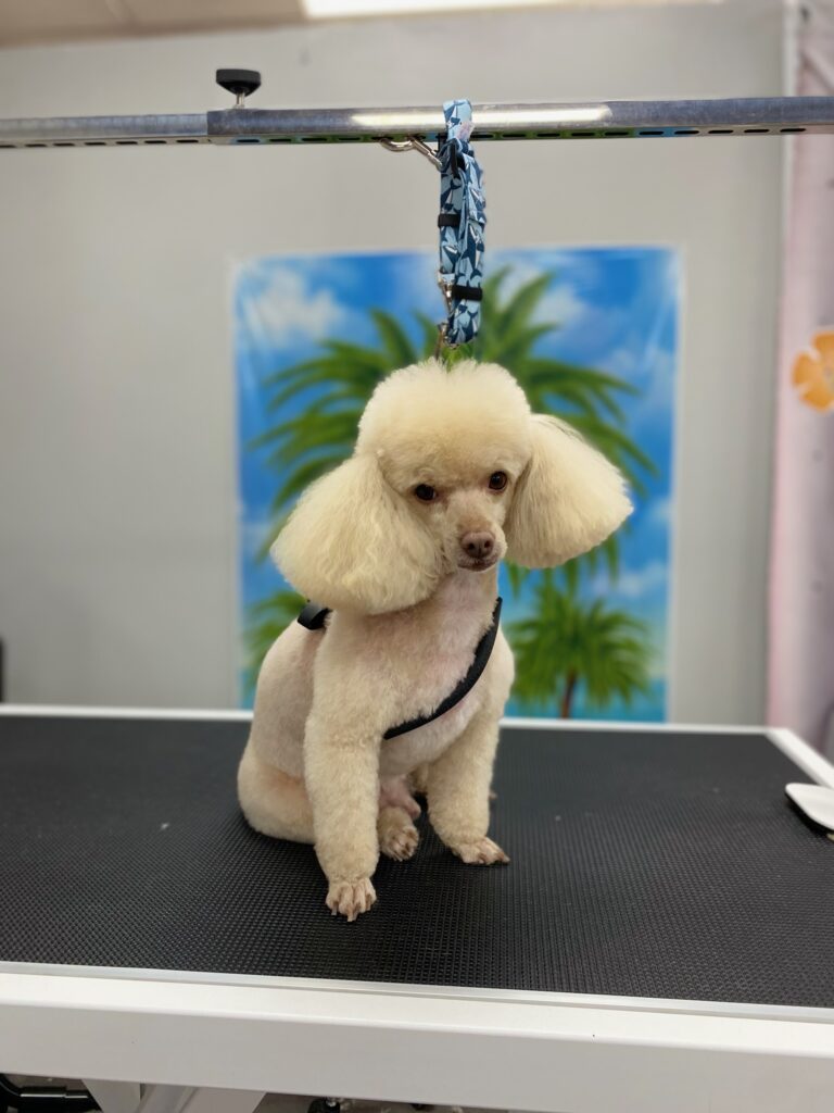 small white poodle sitting on a grooming table