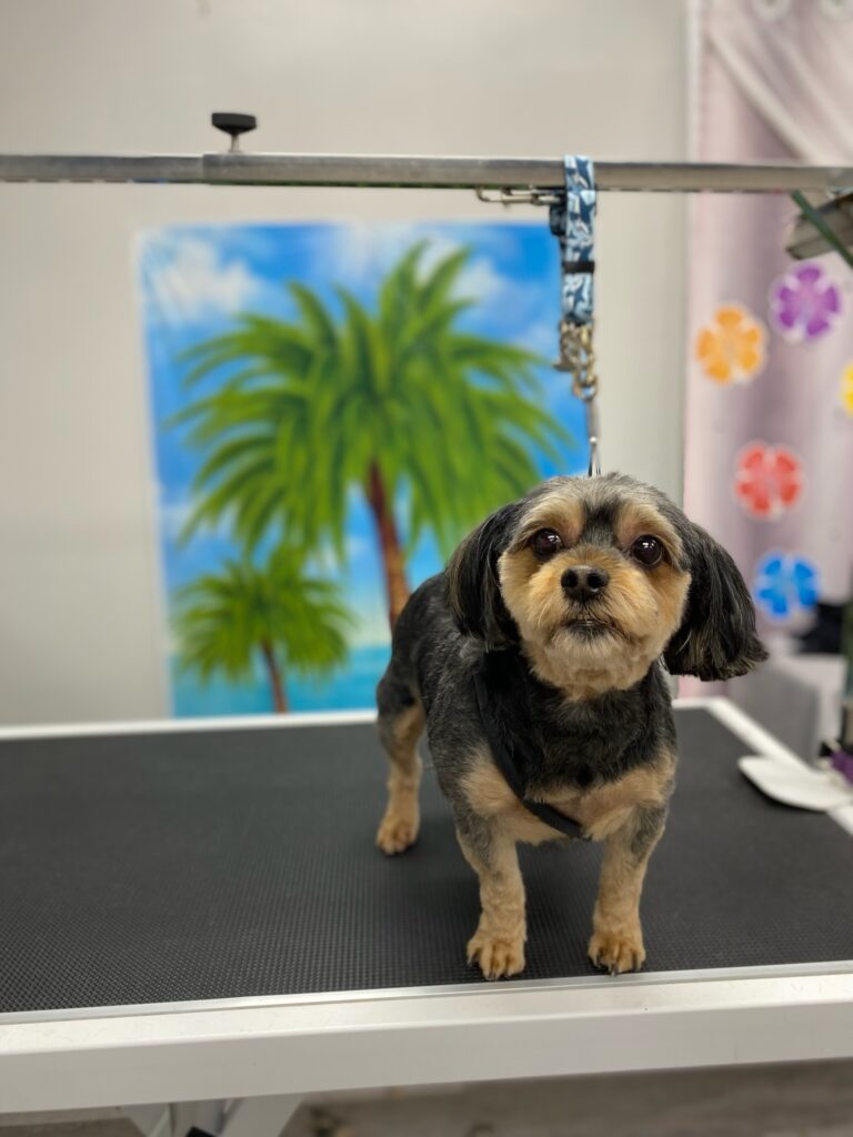 small dog standing on a grooming table after a grooming session