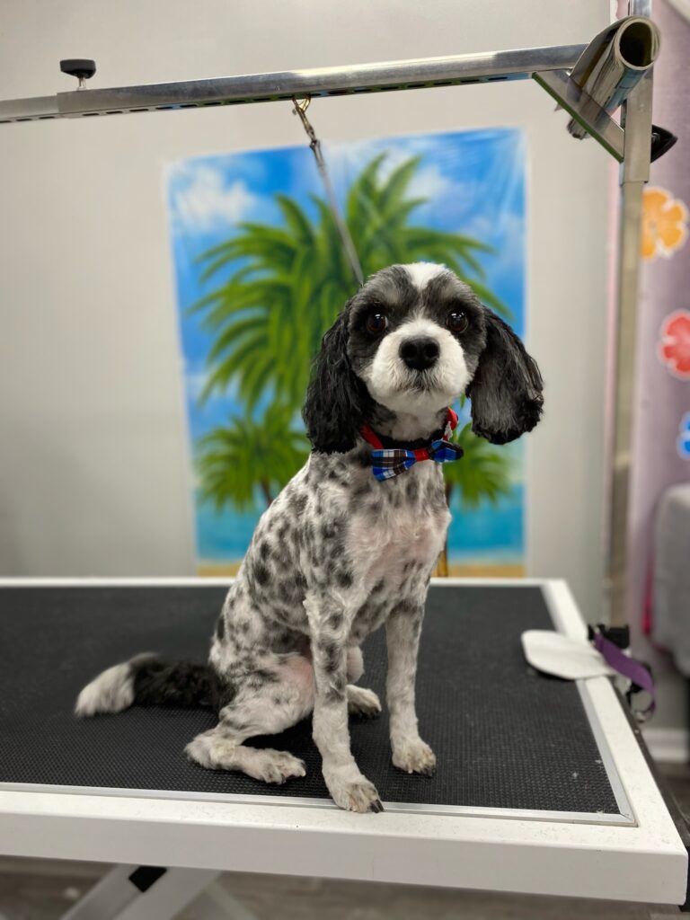 small black and white dog after grooming