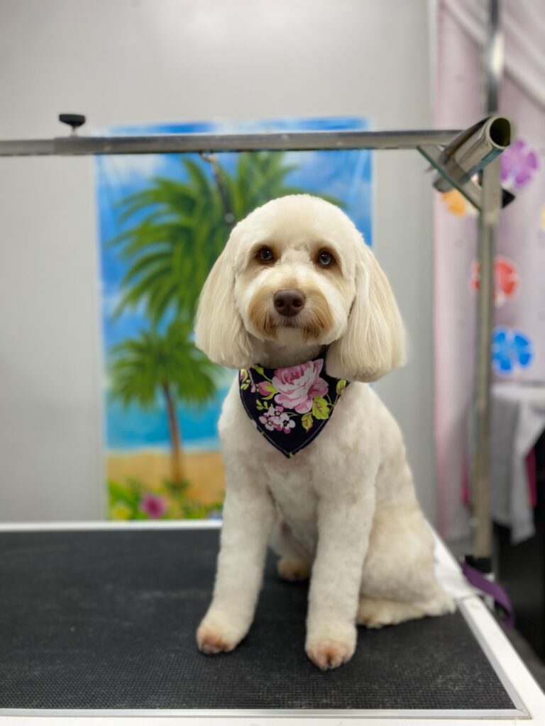 white dog sitting on a grooming table