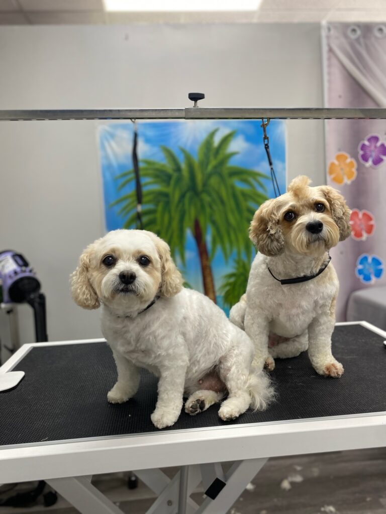 two dogs sitting on a grooming table after grooming