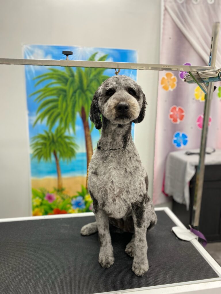 black and grey spotted dog sitting on a grooming table