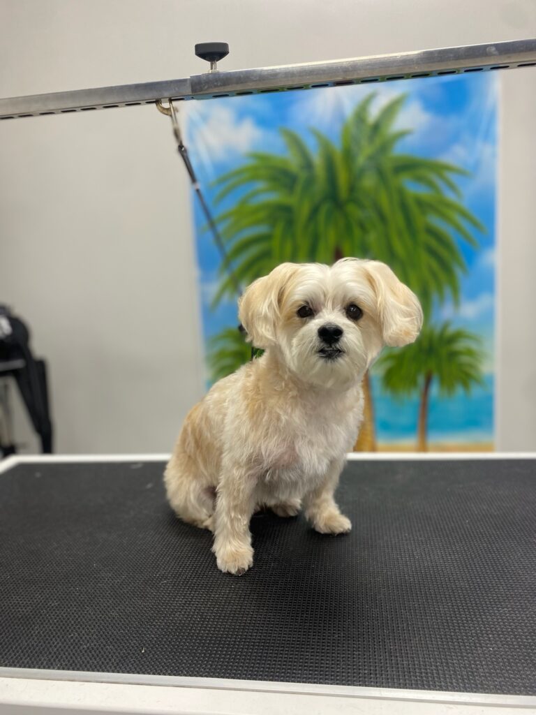 small tan dog sitting on a grooming table