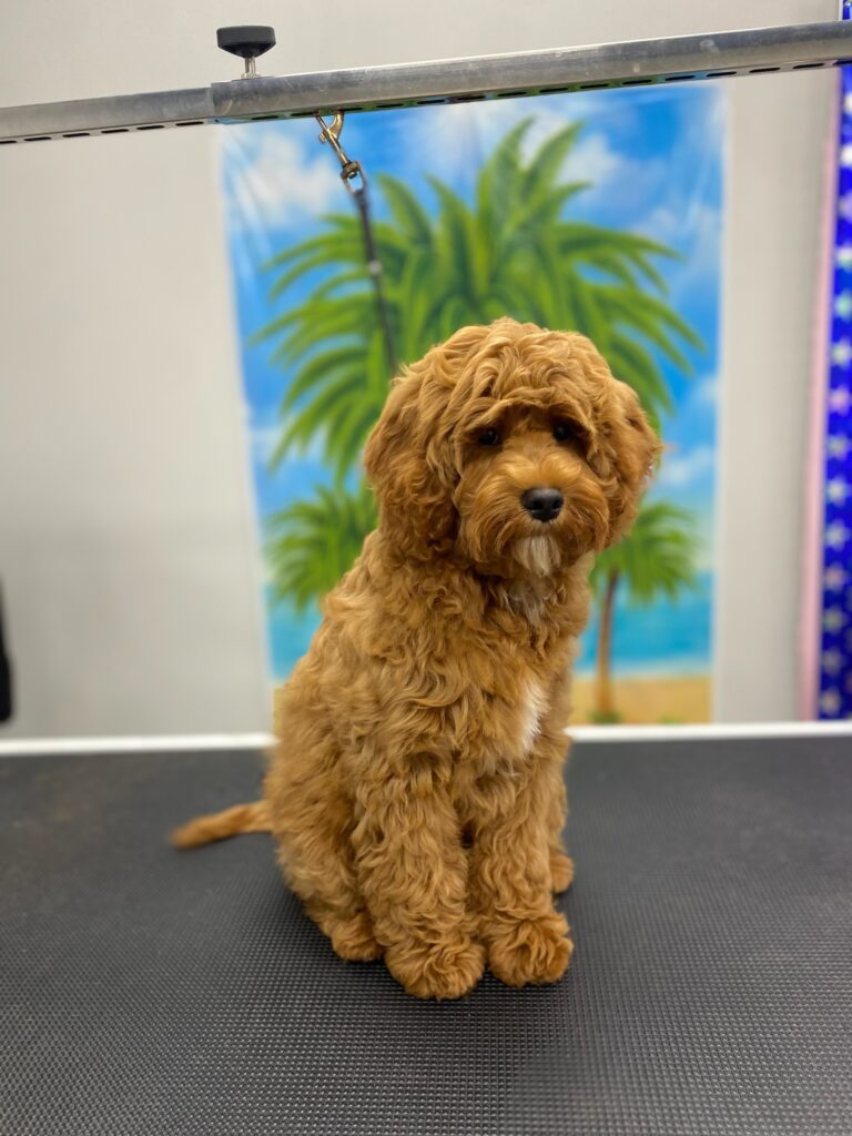 red doodle dog sitting on a grooming table