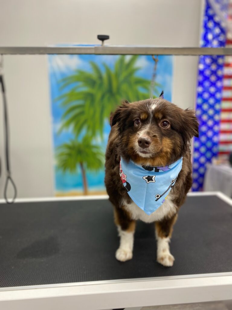 small dog on a grooming table wearing a bandana