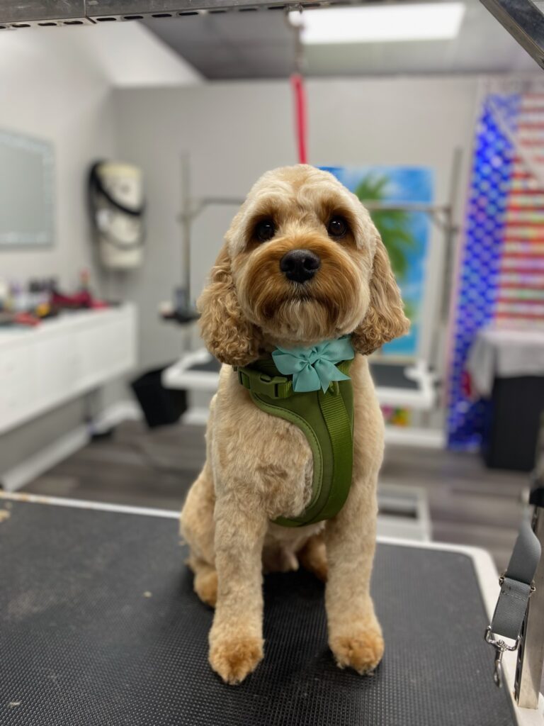 dog sitting on a grooming table wearing a harness