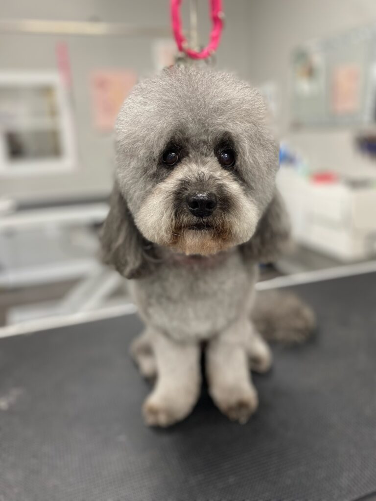 fluffy grey dog sitting down