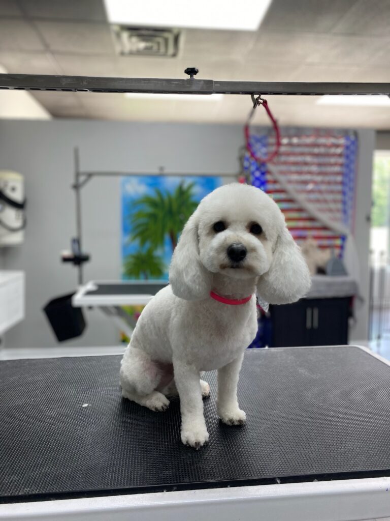 white dog with fluffy curly hair after grooming