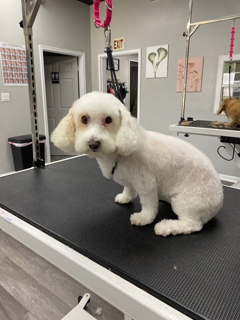 white dog after grooming