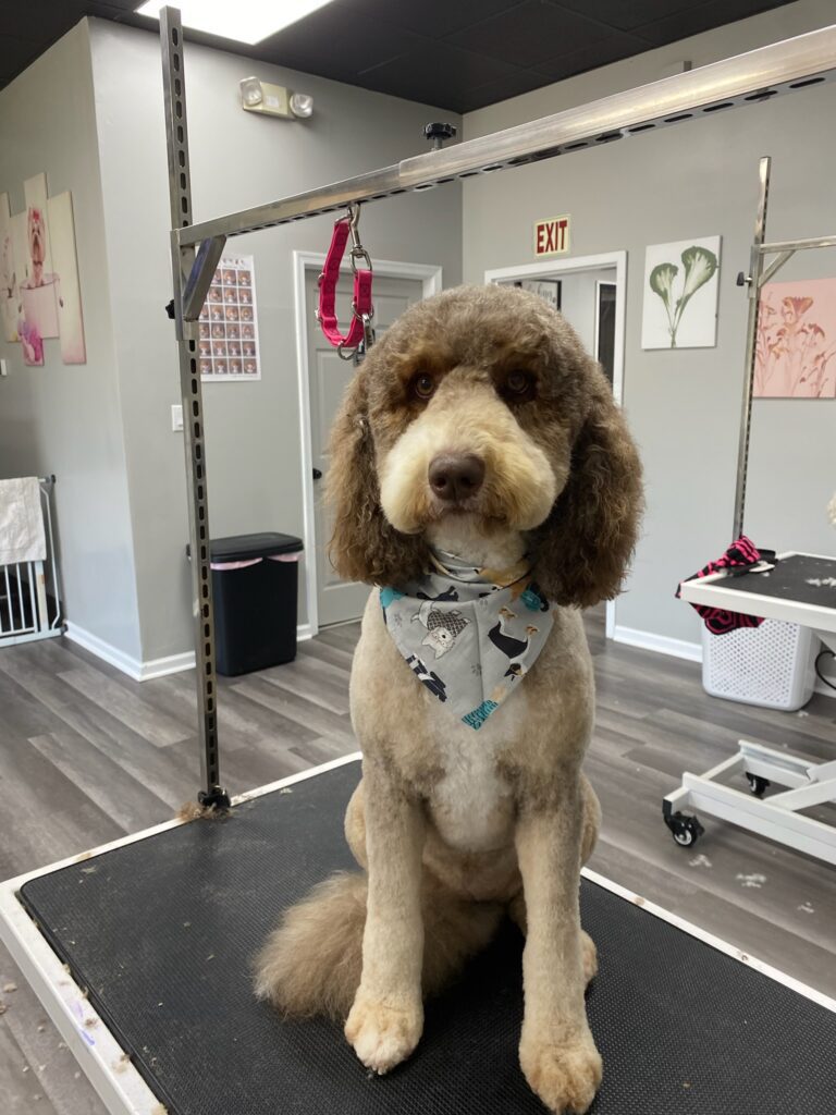 fluffy doodle dog sitting on a grooming table