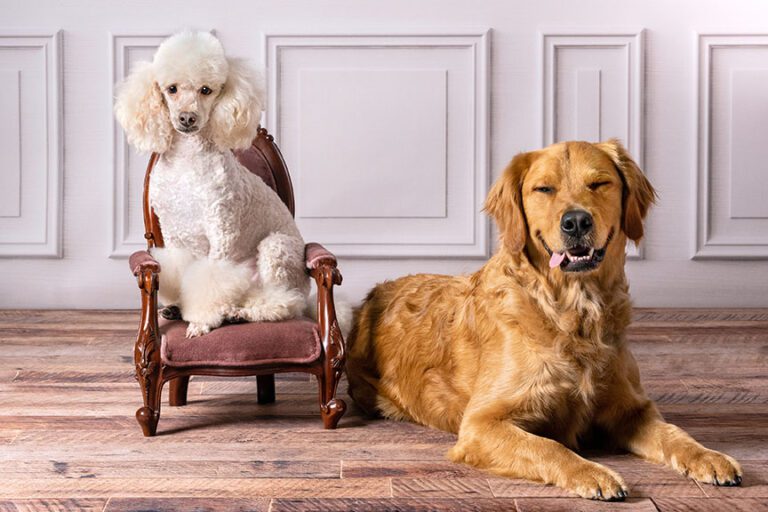 dog laying down next to a small dog sitting in a fancy chair