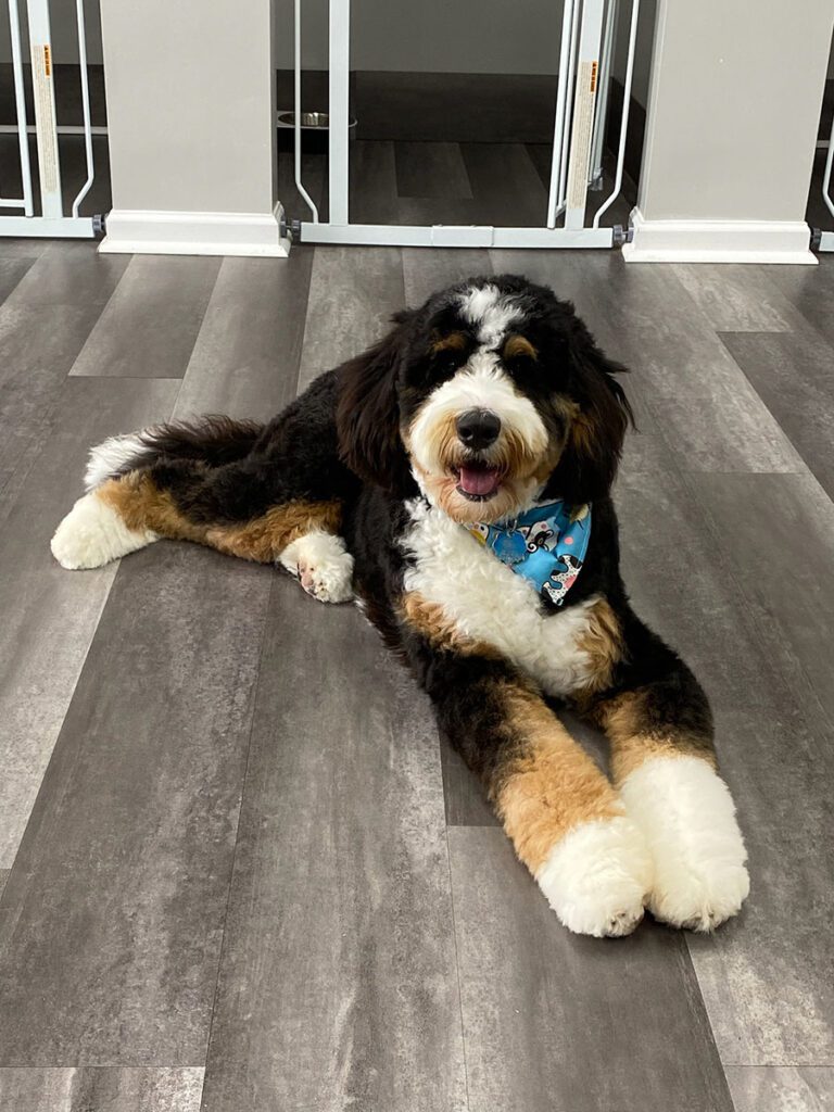 bernedoodle laying down