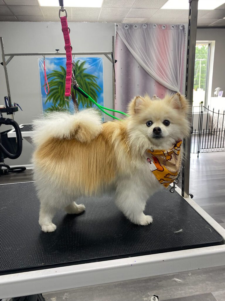 fluffy tan dog wearing a bandana