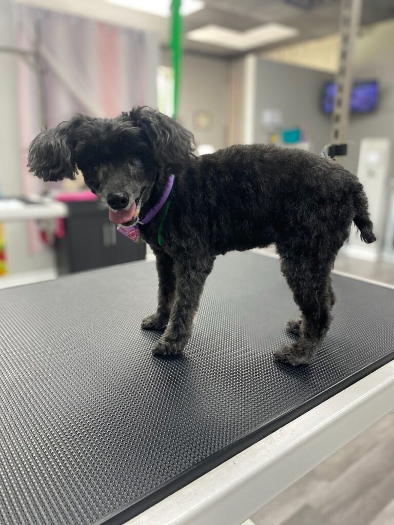 black senior dog standing on a grooming table