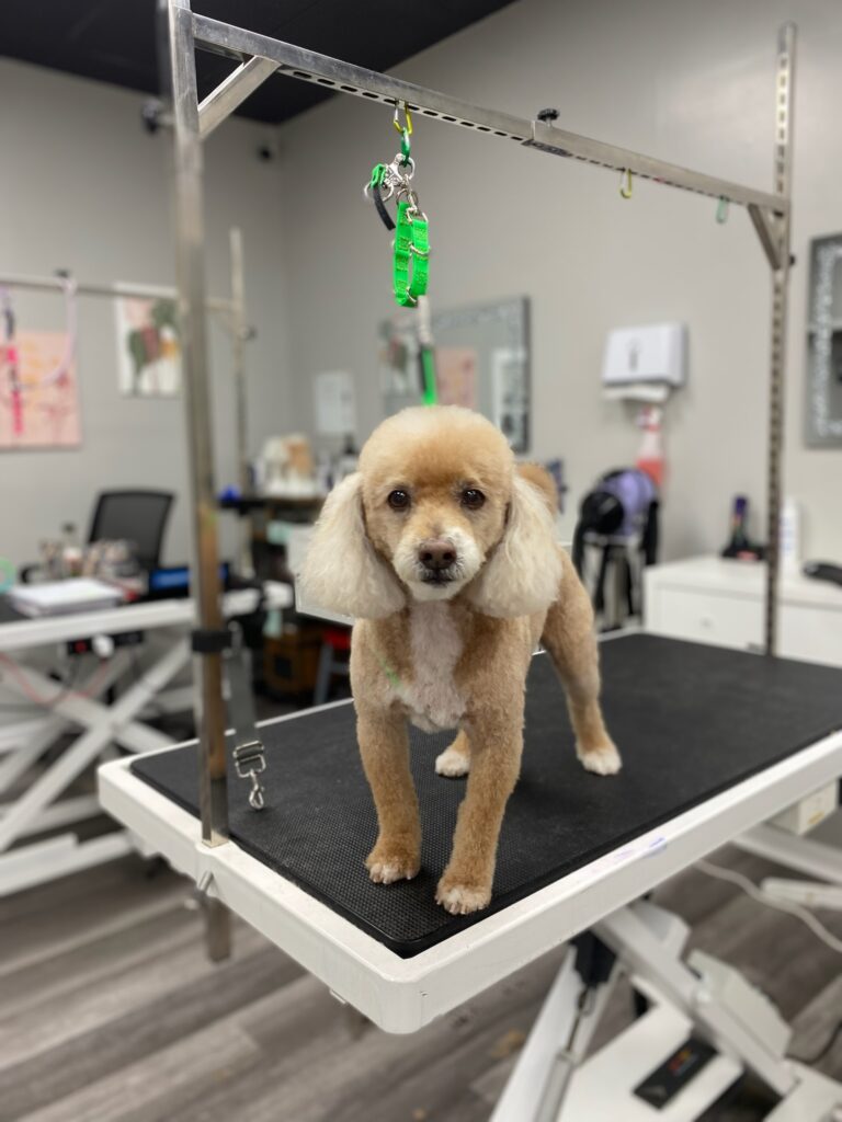 fluffy dog standing on a grooming table