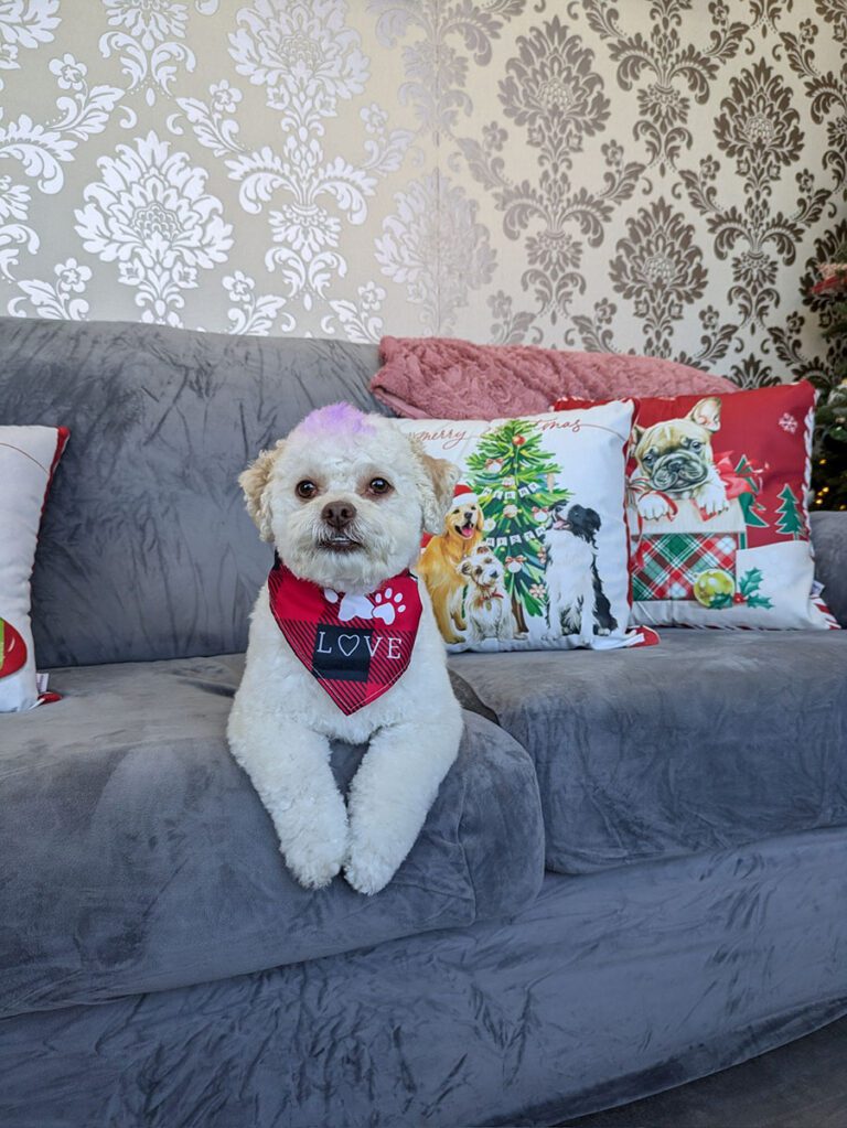 dog sitting on a couch
