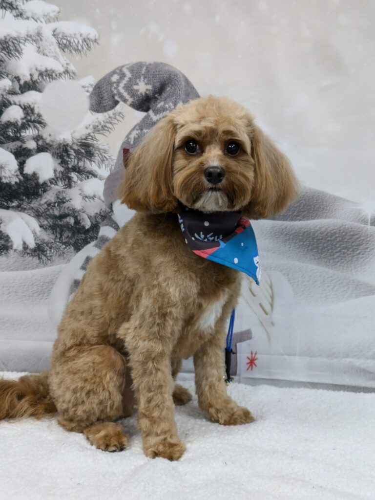 dog sitting in front of a snowy background