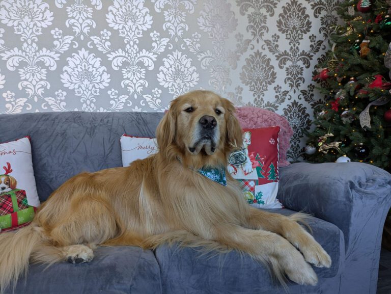 dog sitting on a grey couch