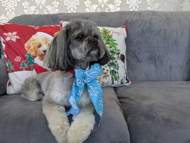 dog sitting on a couch wearing a bow